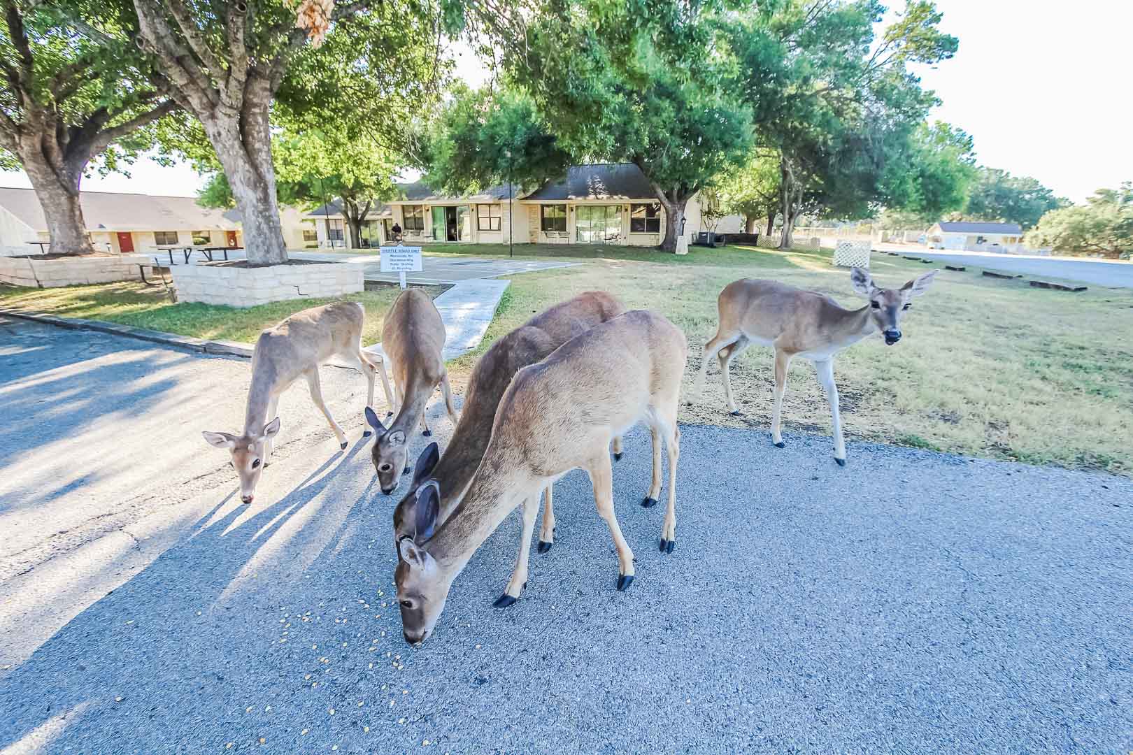 Deer located throughout the property at VRI's Vacation Village at Lake Travis in Texas.